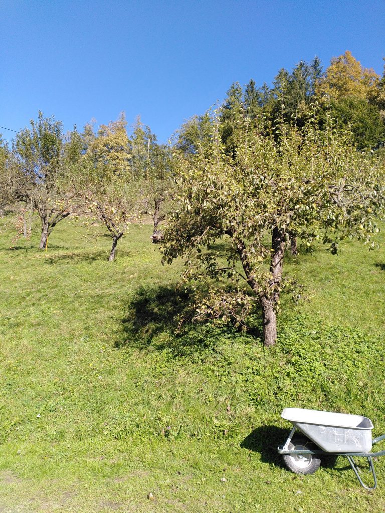 Apfelbäume