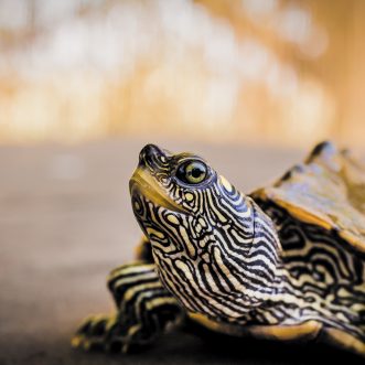 Von Schildkröten und Sprichwörtern