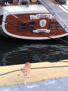 Türken lieben Katzen. 